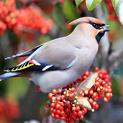Do You Know: What Do Birds Like Eating?